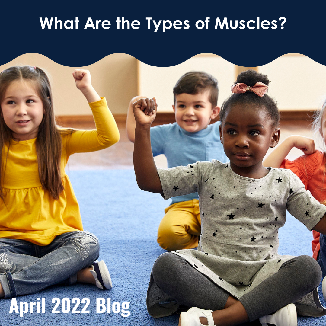 Types of Muscles Blog